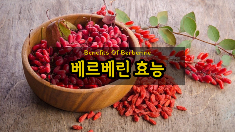 베르베린 효능