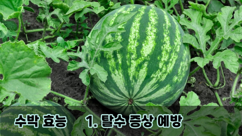1. 탈수 증상 예방