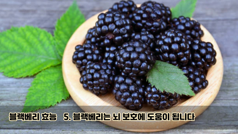 5. 블랙베리는 뇌 보호에 도움이 됩니다