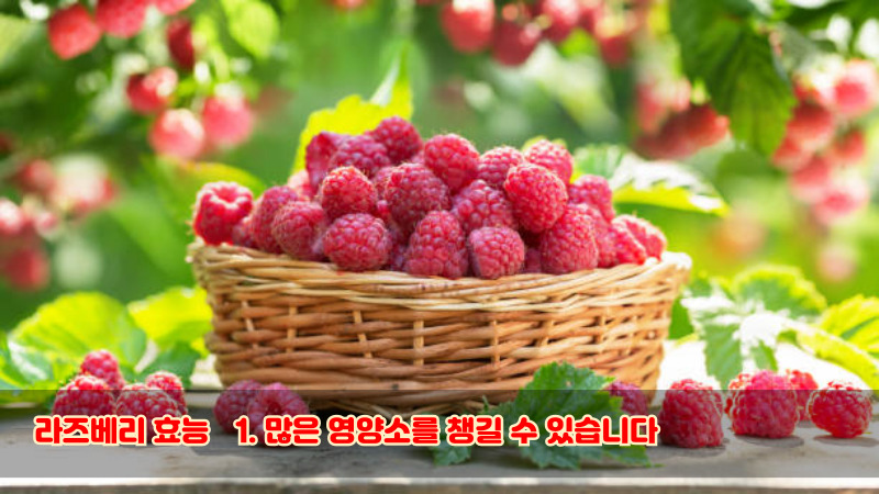 라즈베리 효능1