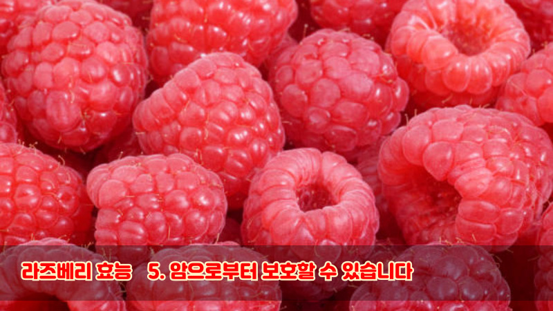 라즈베리 효능5