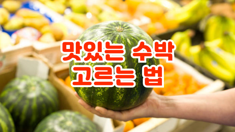 맛있는 수박 고르는 법