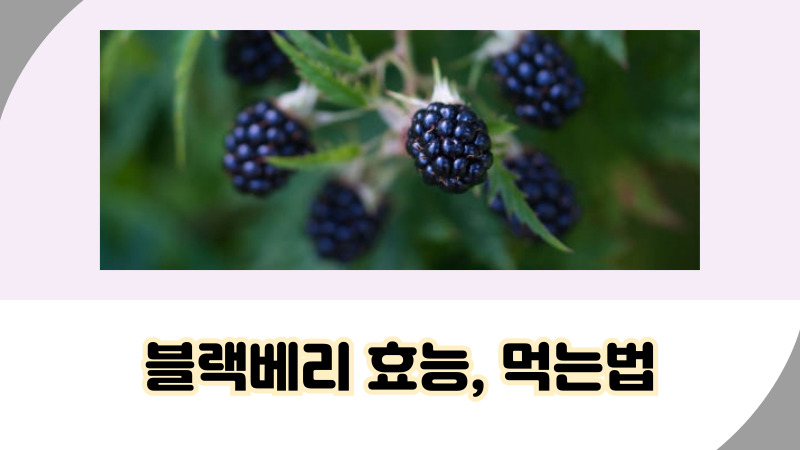 블랙베리 효능