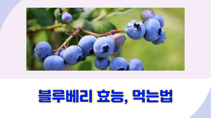 블루베리 효능