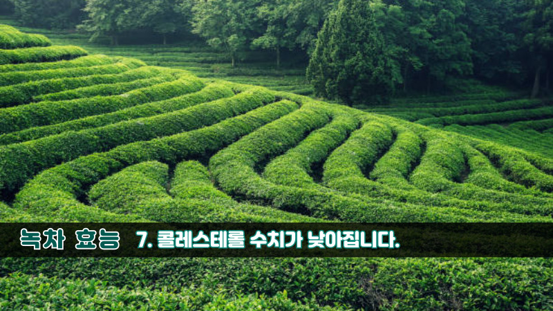 녹차 효능-7