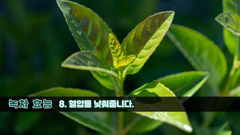 녹차 효능-8