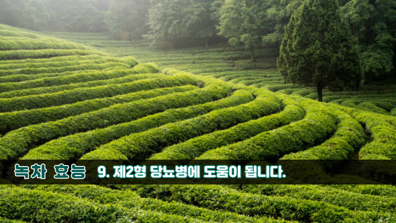 녹차 효능-9
