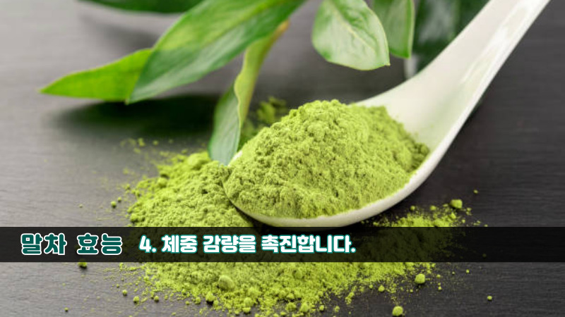 말차 효능-4