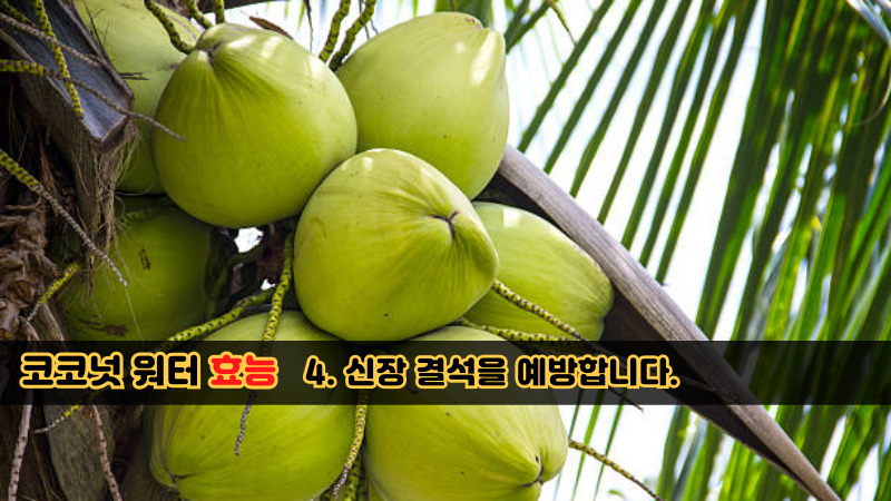 코코넛 워터 효능-4
