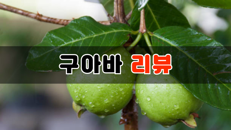 구아바 리뷰