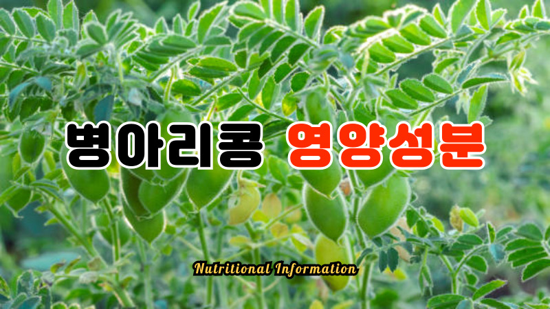 병아리콩 영양성분