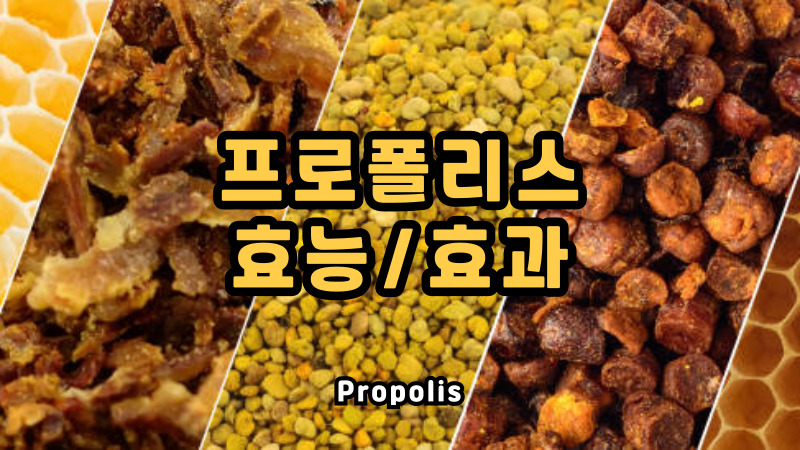 프로폴리스 효능 및 효과