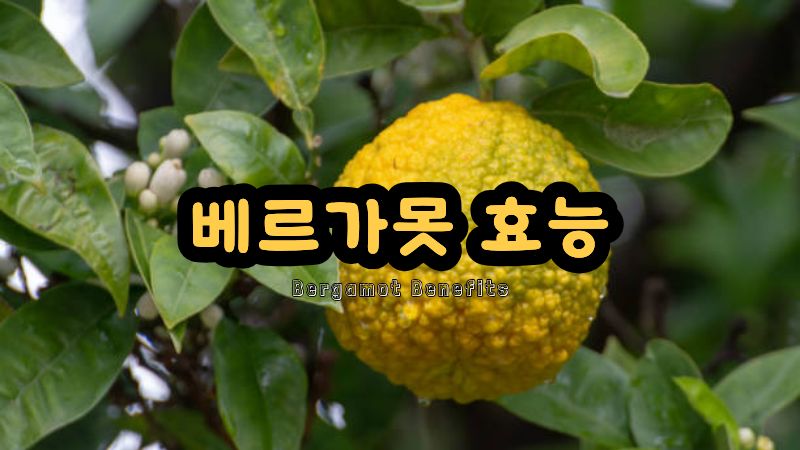 베르가못 효능